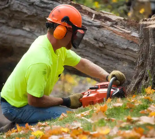 tree services Fairfield Beach